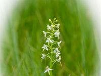 Zweiblättrige Waldhyazinth Orchidee